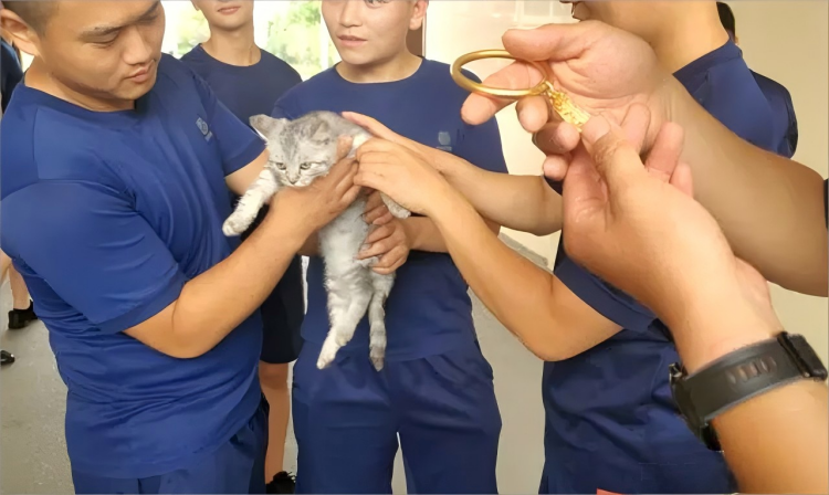  Cat ｏｒ Bracelet? Cat Gets Stuck in $30K Gold Bangle