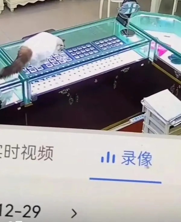 Diamond Swallowed by Cat in Jewelry Store, Staff Says: Boss Took It Out!