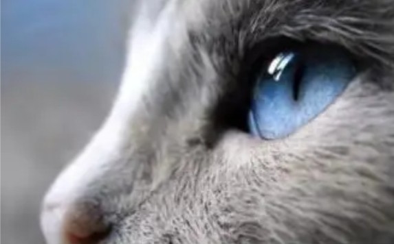 Gem Legends: Celebrities as Cat Lovers